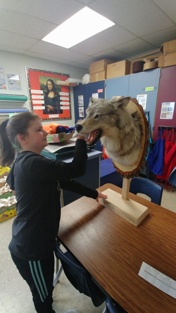 student examining a taxidermic mounting of a wolve's head