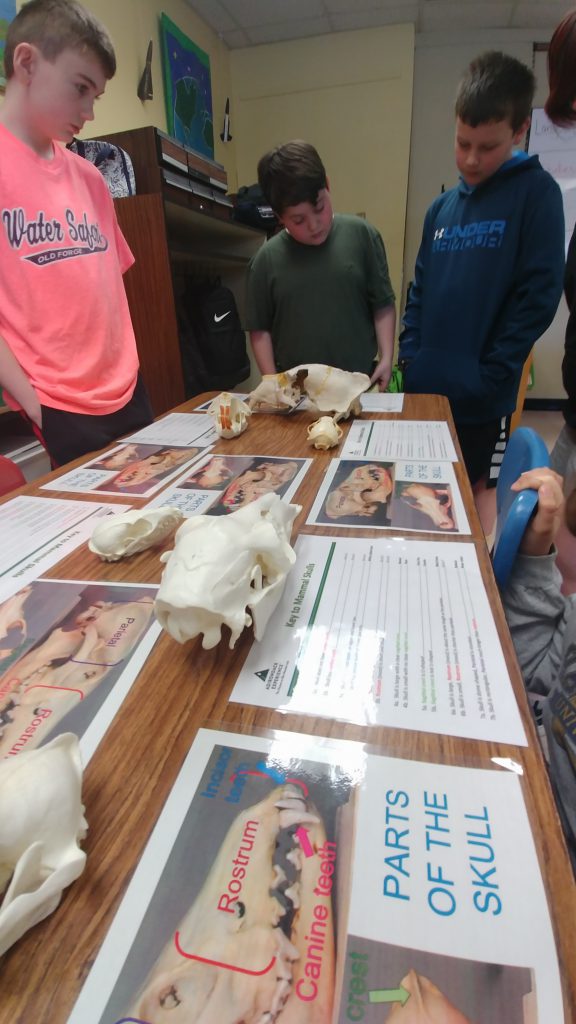 students looking over animal skulls