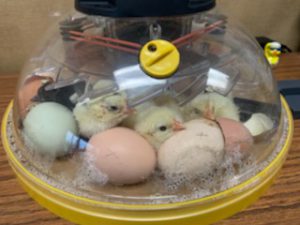 chick eggs are shown in a clear plastic container