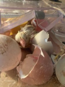 a baby chick hatches from an egg