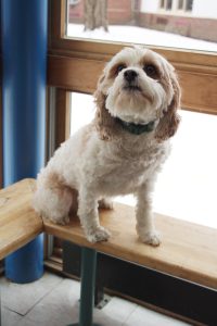 a little white dog sits on a bench inside a school